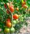 Tomatoes Andromeda F1