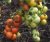 Tomatoes Irishka